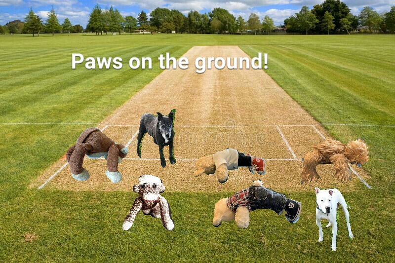 TravelMonk2's tweet image. paws on the ground,
paws all around!
we have no fear
cuz we're ready to cheer!

gooooo...#cheerteam!!!

#surprisecheer
#warmupcheer