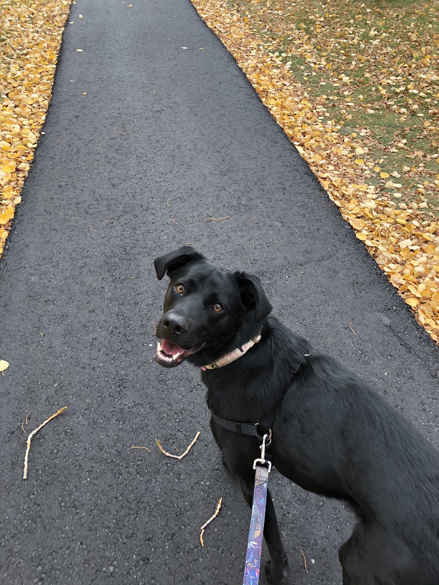 Josh Shaw (@shawjoshawa) on Twitter photo <a href="/SLangeneggerCBC/">Stefani Langenegger</a> <a href="/ccrezqsregina/">CC RezQs Regina</a> <a href="/CBCSask/">CBC Saskatchewan</a> This is Georgie. She’s a rescue and she’s the absolute best. Her and her siblings were abandoned and found 2 years ago under a deck trying to stay warm in the cold. We’re so grateful to <a href="/ccrezqsregina/">CC RezQs Regina</a> for all they do for these beauties. <a href="/SLangeneggerCBC/">Stefani Langenegger</a> <a href="/ccrezqsregina/">CC RezQs Regina</a> <a href="/CBCSask/">CBC Saskatchewan</a> This is Georgie. She’s a rescue and she’s the absolute best. Her and her siblings were abandoned and found 2 years ago under a deck trying to stay warm in the cold. We’re so grateful to <a href="/ccrezqsregina/">CC RezQs Regina</a> for all they do for these beauties.
