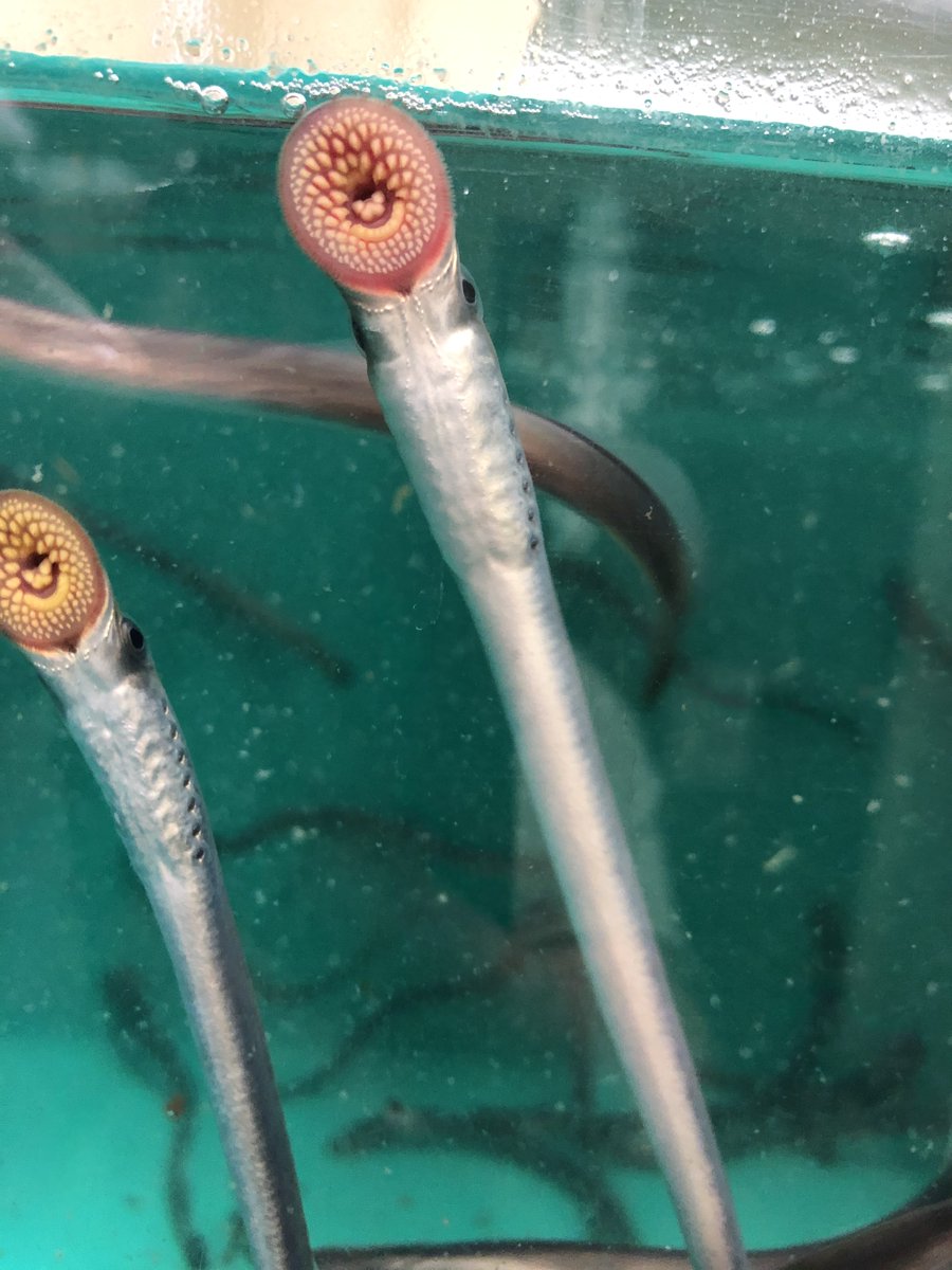 LampreyControl's tweet photo. Our partners at @USFWSFisheries and #GLIFWC have been hard at work setting fyke nets to trap recently transformed, parasitic-phase sea lampreys, saving the lives of countless Great Lakes fishes. Once captured, the lampreys are sent to Hammond Bay Biological Station for research. https://t.co/k7dLqkeJdk