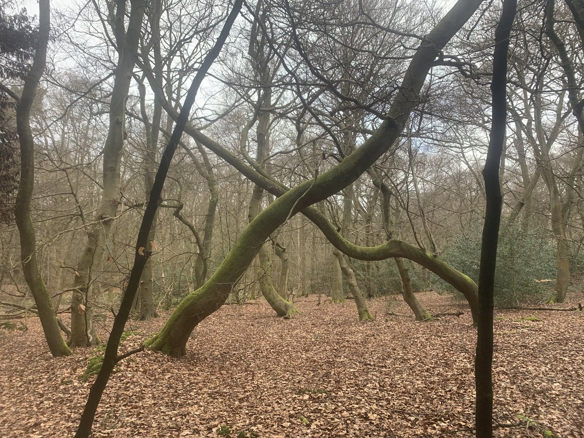 acatherwoodnews's tweet photo. β¦@campbellclaretβ© X marks the spot #GoodTrees https://t.co/aVzeX9xVsk