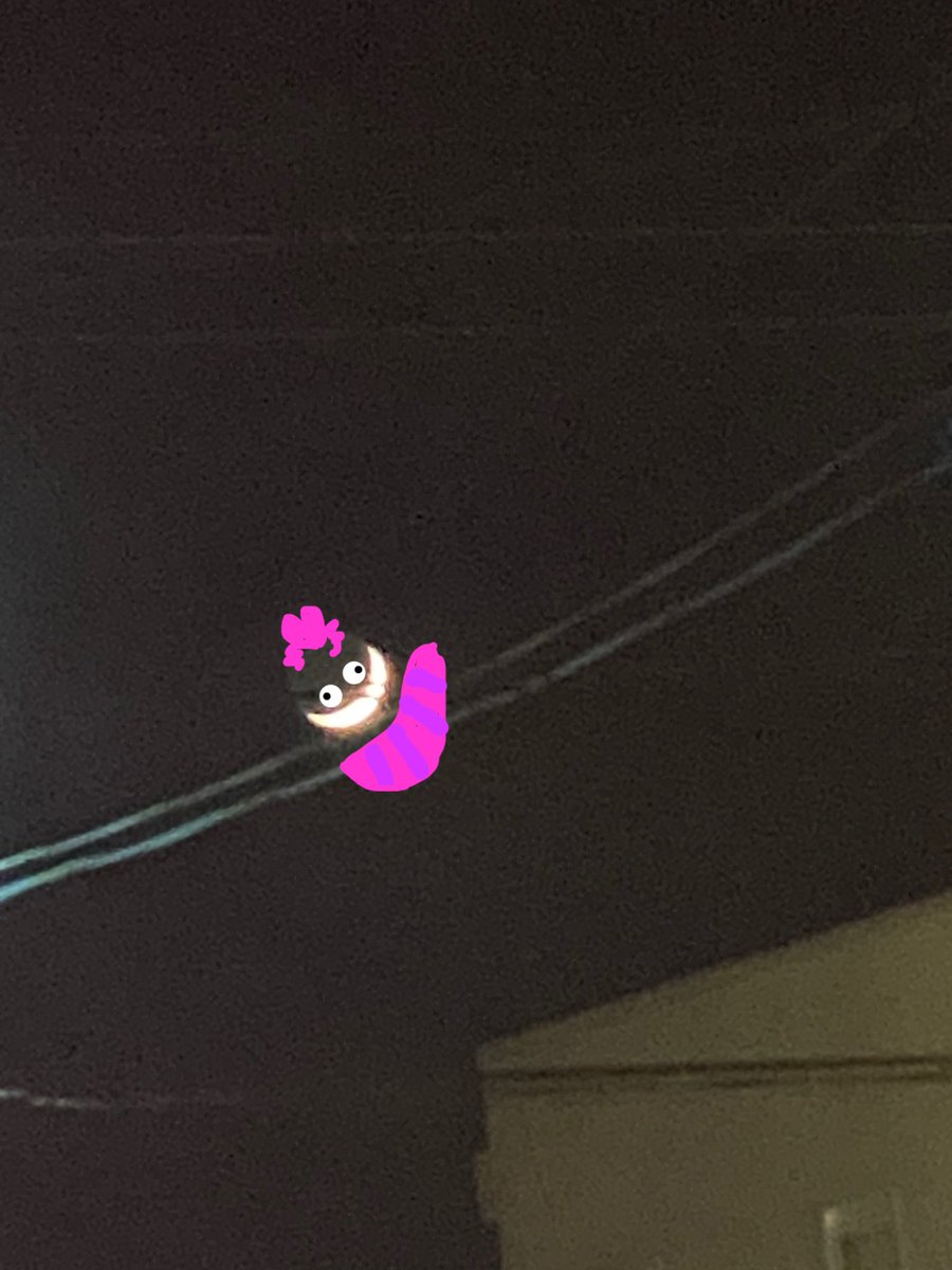 JunkJamProject's tweet image. 今日は、チェシャ猫の日だったからなのかな、
ねこの大合唱がきこえるー