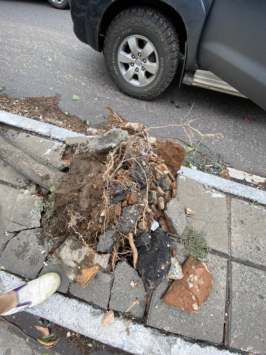 josealvarengab's tweet photo. Necesito una grúa y le salvamos, sigue vivo este tajy rosado de 5 años. Lo podemos recuperar y ya tengo el lugar para llevar. Reitero, ayúdenme a conseguir una grúa y podremos salvar este árbol. 😬 https://t.co/CJAP4CUqS3