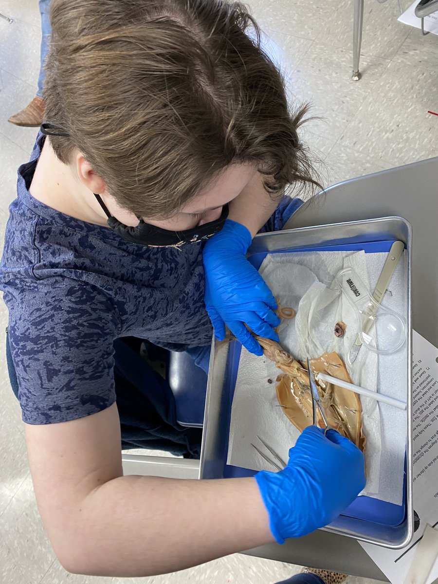 sum_king83's tweet photo. Squid dissections in Zoology today - my favorite dissection!  #squids #phylummollusca @TheBurgScience https://t.co/CdtLHZ9JSw