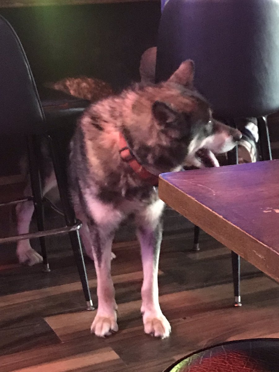 EmanuelHead57's tweet photo. Iโve never picked up a guy at a bar before ... but this guy just might be going home with me tonight.
#dogsoftwitter #wolfoftwitter. https://t.co/aqXqTnvTIb