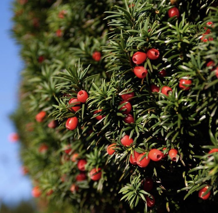 gilliesjones's tweet photo. #red
#Winter #sunshine on the #yew #arils https://t.co/bsfak14rjD