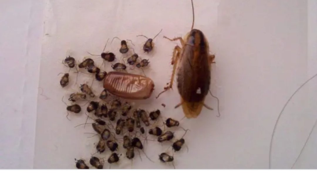 tsaptaservice's tweet photo. #BLATTE_GERMANIQUE #Cafards
Elle pond une capsule chaque 25 jours. Chaque capsule contient entre 18 œufs et 38 œufs. Les nouveaux nés deviennent adultes en moins de 4 semaines et peuvent vivre jusqu'à 1 an.
#Tsapta_Service
#L_unique_adresse
99162656/93949267 https://t.co/twT8gRwRXk