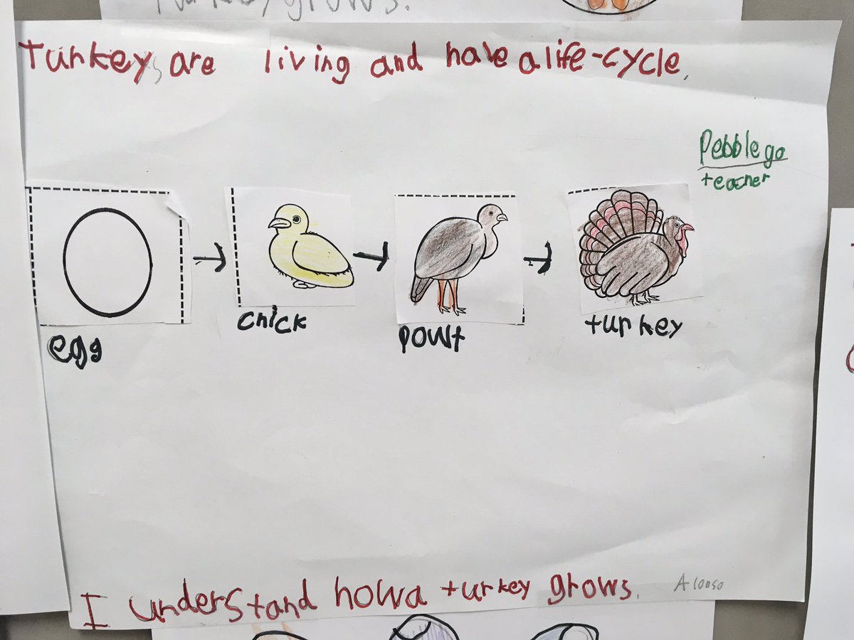 StaceyUtley1's tweet photo. 🦃A Turkey’s life-cycle🦃
Ss learned about the different stages of a turkey’s life & wrote about their life-cycle.
#mccallfamily #1stgrade #AledoISD #GrowingGreatness @ThinkingMaps https://t.co/UWhDPA6tOE