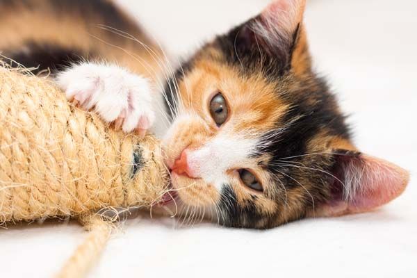 PDXPetDesign's tweet photo. Did you know that despite the wide variation of coloring in the #fur of domesticated #cats, cat colors basically include black, red, white or some combination, dilution or mixture of these? That's it! Learn more at @catster now https://t.co/nWUd0xMHbV https://t.co/qiIP98CZ7s