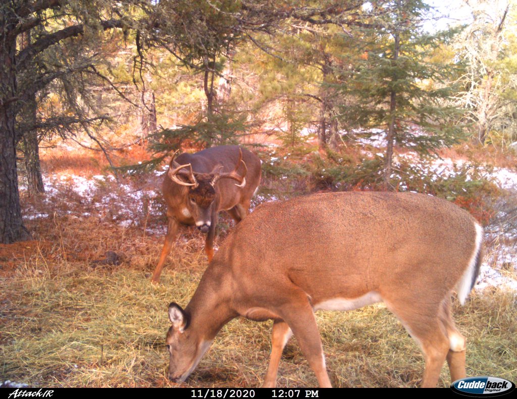 GussyOutdoors's tweet photo. This is a pretty cool set of photos from earlier today...what do guys think this buck is most interested in?!?!
Still a few good ones out there in @NW_Ontario
@OODMag
#therut #ontariodeer #huntsunsetcountry #cuddeback #nwontario #deerhunting https://t.co/kN8qiVeAUc