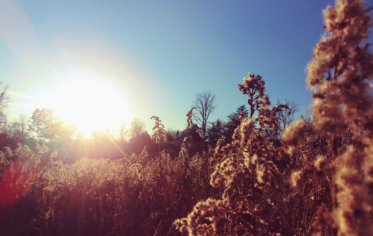 BikeHost's tweet photo. At the start of the month we had the chance to hike with some of our newcomers and their families through Meadowvale Conservation Area, one of several areas managed by @cvc_ca. The park was stunning, especially during #Goldenhour!
#ConservationMatters #BikeMississauga #naturelink https://t.co/mpGxibfO9M
