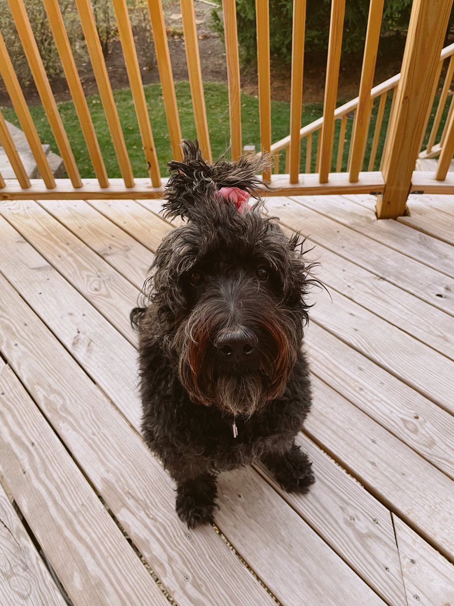 Brielle_M_1550's tweet image. Inspired by @MaddyPertle11 and her two cutie dogs! Sydney &amp;amp; I decided to twin for today’s CRAZY HAIR DAY theme! Make sure we keep posting so we #WinTheDay !! #EastvsSandburg #SpiritWeekChallenge @jltyrrell8 @SandburgHS @Sandburg_fanz 💗