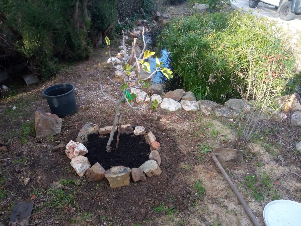 ifc_ines's tweet photo. Challenged by @nodiramansurova in 🇰🇿 and inspired by @THristea in 🇲🇳 I planted today (remotely!) a fig tree 🌳 in my house back in 🇵🇹 I now challenge @Naessl EBRD head of office in BiH 🇧🇦 and @agarmora VP IFC to plant something green 🌱 #EBRDgreenweek https://t.co/nvQv50QmSX