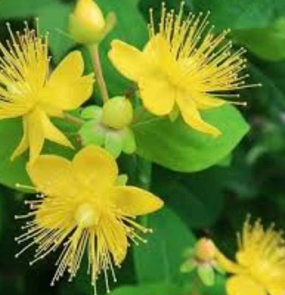 まう Makosanma 弟切草でおとぎり酒作ってあるよ ケガした 胃が痛い 口内炎 なんでもおとぎり酒 花だけでつけるときれいな褐色になるよ Twitter