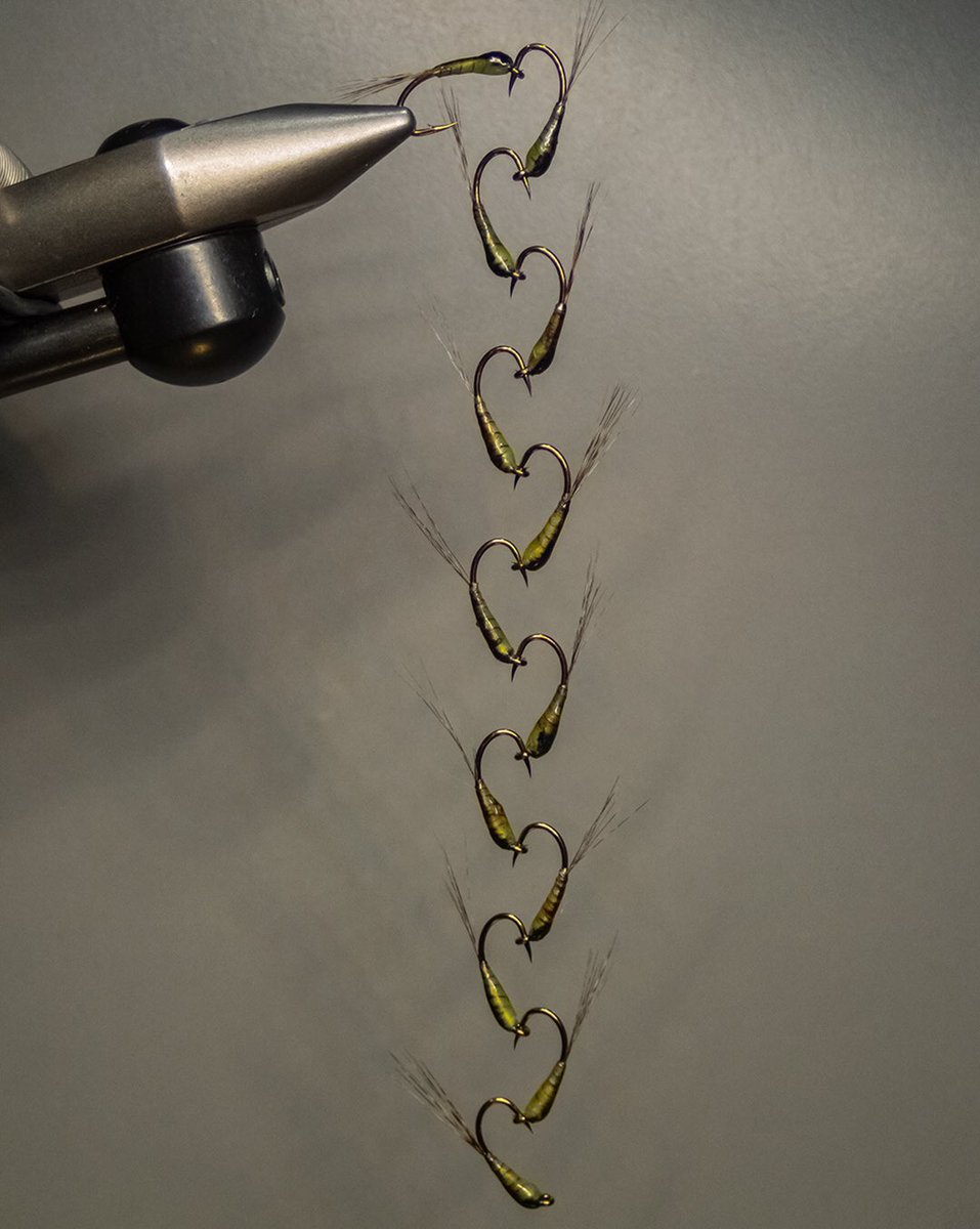 FlyandFin's tweet photo. Baker’s Dozen - “Tiger Baetis”#flytying #flyfishingnation #flyfishingjunkie #flugfiske #flyfishing #flyfish #fluefiske #flytyingphotography #flytyingjunkie #flugbindning #Baetis #baetisnymph #flytyingaddict #troutfishing #nymphing #nymphfishing #flyfishingonly #solarezflytying https://t.co/gmFYUg0EhX