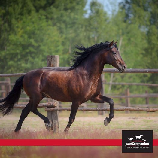FirstCompanion's tweet photo. Keep your horses happy with First-Digestive™! 🏆 This pelleted probiotic and yeast supplement is great for promoting healthy digestive functions. Learn more at https://t.co/QNnnJaIK2Y. https://t.co/RtLE4HU6x3