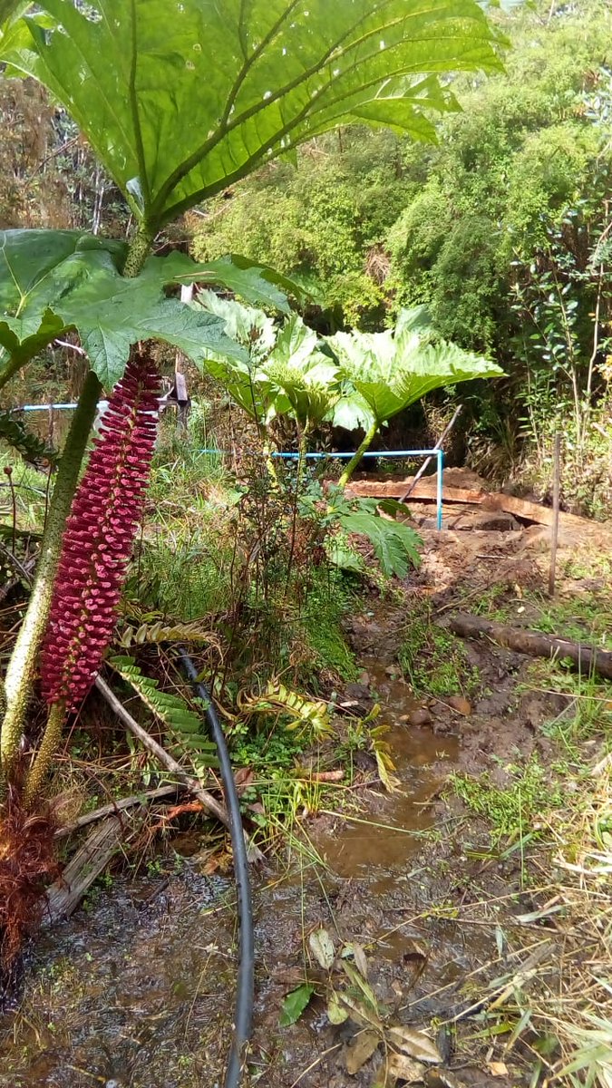 repuleufu's tweet photo. Reunimos producción sustentable y orgánica, junto con el cuidado de nuestros recursos naturales, todo para recivir a nuestros visitantes y compartir con ellos, apenas podamos volver a juntarnos, por el momento a cuidarse, pronto  estaremos juntos nuevamente😷 😊🤗✌️ https://t.co/dWjyW2wq7k