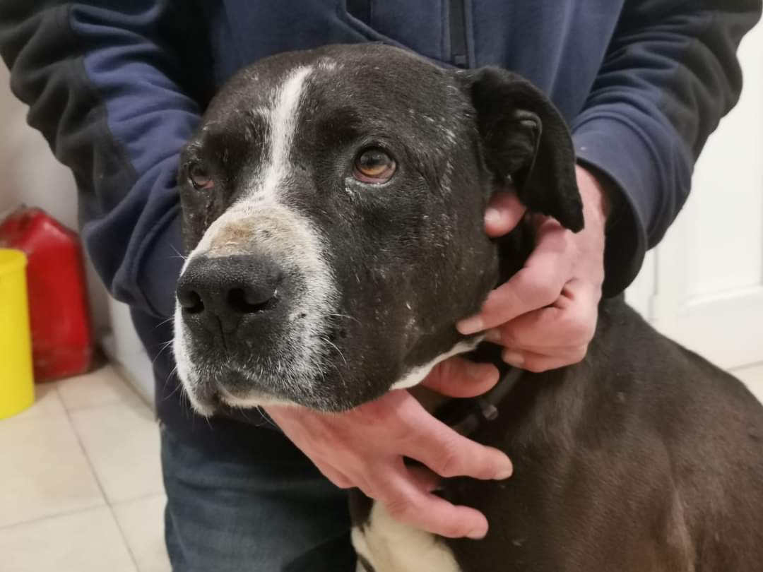 fattoriaditobia's tweet photo. 𝗡𝗨𝗢𝗩𝗢 𝗢𝗦𝗣𝗜𝗧𝗘 #GOETHE in visita di accoglienza. 
Pesa 26kg, ha circa 7 anni.
🔝Resta aggiornato, scarica la #APP gratuita interattiva 
#canileroma #adozioniroma #leishmaniacenter #rifugio #appcanile #lafattoriaditobia
🌐 https://t.co/hgyUowt1o7
Canile Rifugio  (Rm) https://t.co/wMdtfjrXSV