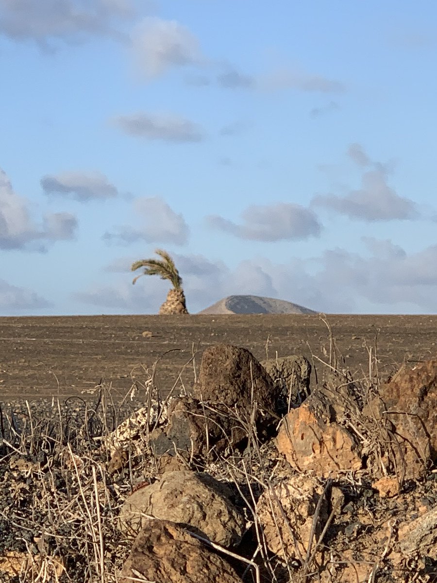 @avernotrail tweet media