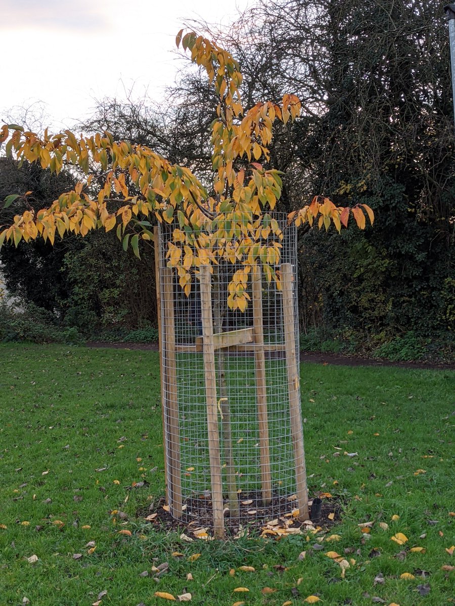 The Japanese Tai-Haku cherry trees have been the last to change colour this autumn &amp; are just holding on to their leaves. Lovely sunset last night!
The celandine and wood anemone bulbs have arrived and will be planted this week if anyone wants to help!