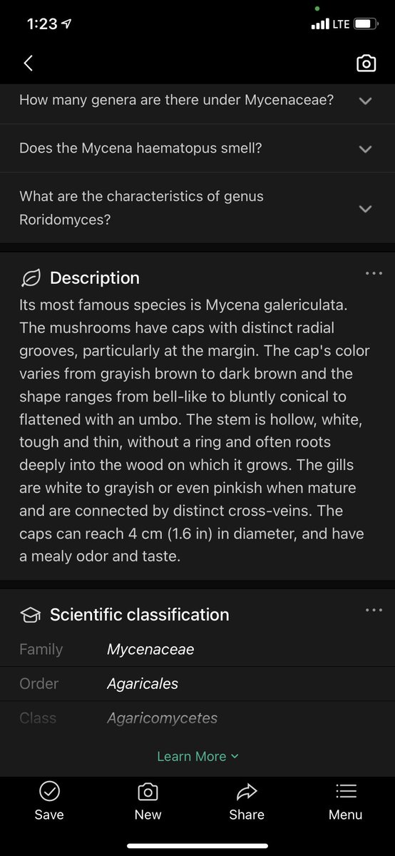 KittyHelm's tweet photo. “Mycenacae” fungi! Found in the forest classroom. Apparently they have a mealy order and taste. I wouldn’t want to try it. #EDU431 #elonEd #enviroEd https://t.co/wSbneStUzj