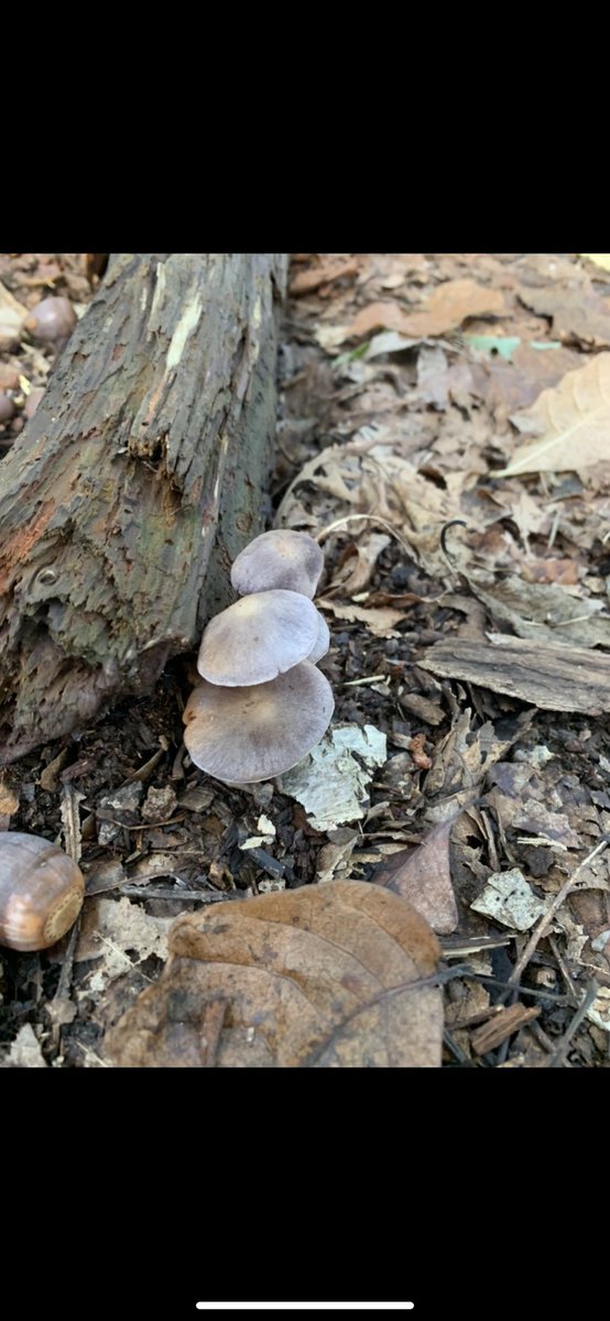KittyHelm's tweet photo. “Mycenacae” fungi! Found in the forest classroom. Apparently they have a mealy order and taste. I wouldn’t want to try it. #EDU431 #elonEd #enviroEd https://t.co/wSbneStUzj