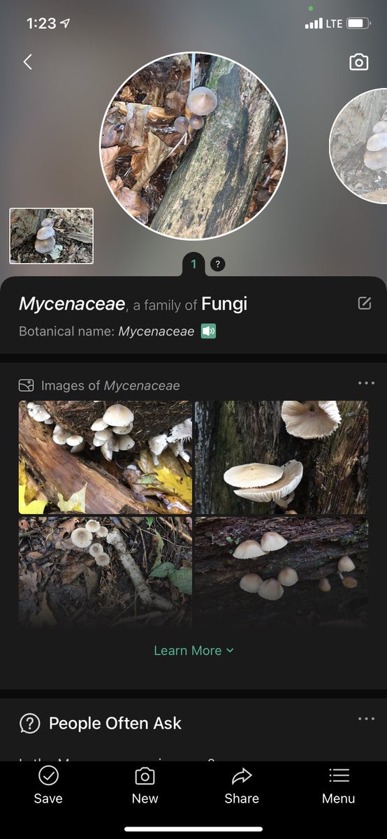 KittyHelm's tweet photo. “Mycenacae” fungi! Found in the forest classroom. Apparently they have a mealy order and taste. I wouldn’t want to try it. #EDU431 #elonEd #enviroEd https://t.co/wSbneStUzj