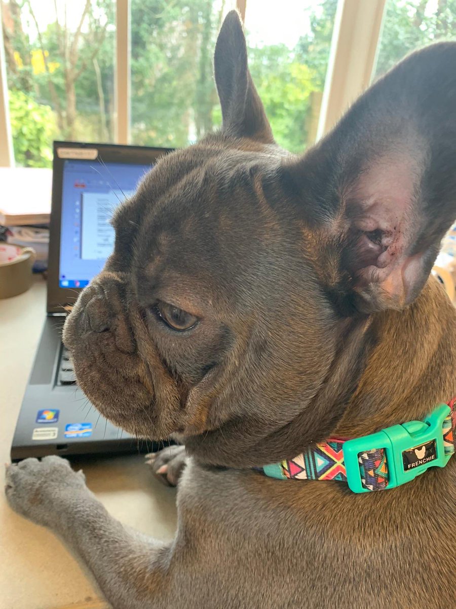maternitylawyer's tweet photo. Day 14: After the hooman has been homeworking since March - I’ve got this. I also engage in team working. Even whilst the Hooman is away from her colleagues I am pleased to see she’s keeping in contact with the team. It’s important not to isolate yourself. #TipsfromMrJ https://t.co/G655trj1bb