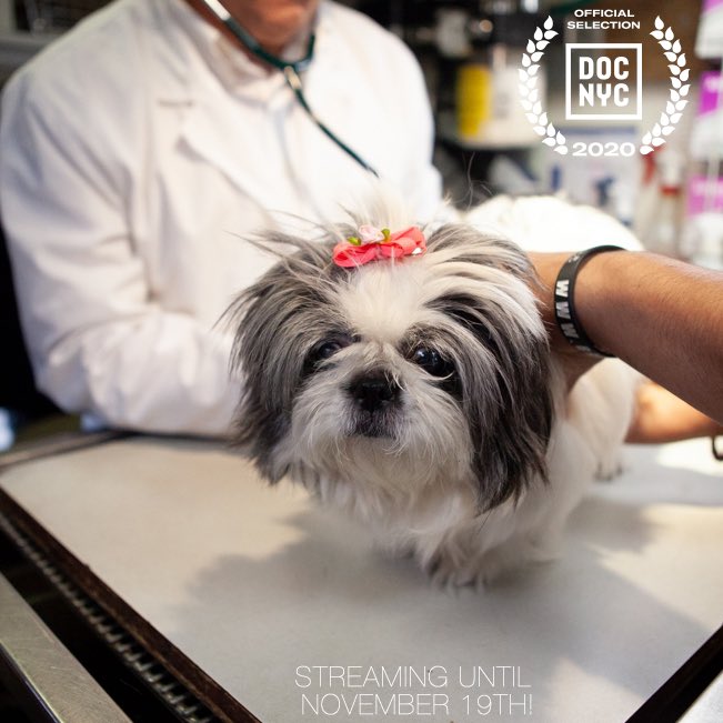 VetVanDoc's tweet photo. This shitzu, named Sparkles, wants to be sure you know there’s TWO DAYS LEFT to watch THE VET VAN as part of @DOCNYCfest! Festival ends November 19th so head to our bio link and get your streaming pass for ALL THREE @CJSDocumentary films: @curtainupfilm + @FireHolding +@VetVanDoc https://t.co/zck4sBxwyp