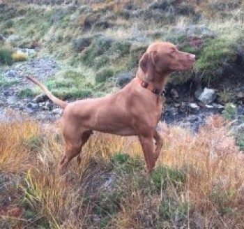 millypod1's tweet photo. FINN HOME SAFE. THANKS FOR RT's πππΎ
#Lost #ScanMe
Golden Brown Russet Hungarian Vizsla Male
From our garden at #LittleAchfrish #Tirryside #Shinness #Lairg #Scotland #IV27
SIGHTINGS PLZ**
https://t.co/kqVH4F3GRp https://t.co/sSJzQ9AXi8