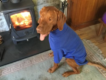 millypod1's tweet photo. FINN HOME SAFE. THANKS FOR RT's πππΎ
#Lost #ScanMe
Golden Brown Russet Hungarian Vizsla Male
From our garden at #LittleAchfrish #Tirryside #Shinness #Lairg #Scotland #IV27
SIGHTINGS PLZ**
https://t.co/kqVH4F3GRp https://t.co/sSJzQ9AXi8