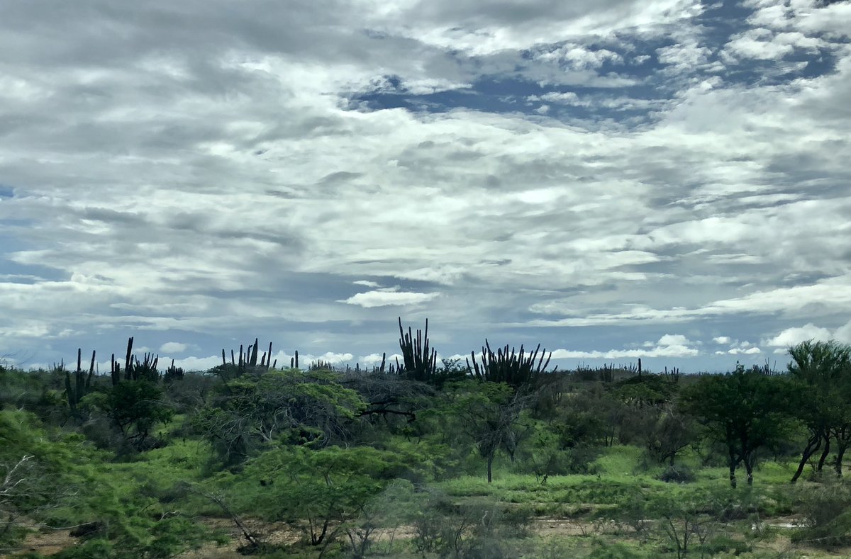madrinan_luis's tweet photo. La otra cara de la moneda de la temporada de lluvias.  El desierto Guajiro reverdece, el agua dulce logra llenar jagueyes y pozos, se recargan acuíferos, la fauna y la flora de la Alta en toda su magnificencia @CORPOGUAJIRA @LAGUAJIRAGOB @CerrejonCol https://t.co/VrINhCoUFx