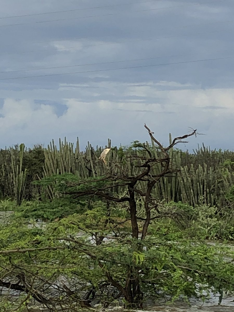 madrinan_luis's tweet photo. La otra cara de la moneda de la temporada de lluvias.  El desierto Guajiro reverdece, el agua dulce logra llenar jagueyes y pozos, se recargan acuíferos, la fauna y la flora de la Alta en toda su magnificencia @CORPOGUAJIRA @LAGUAJIRAGOB @CerrejonCol https://t.co/VrINhCoUFx