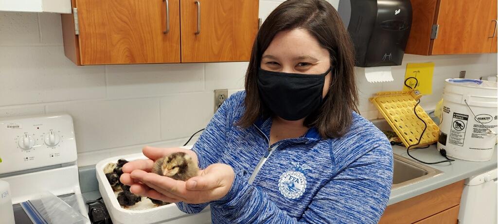 ZMSDevils's tweet photo. We have chicks!!!  New hatchlings in our VoAg room.  The eggs were donated by Mrs. Howe, one of our ELA teachers, and 21 days later. . . . https://t.co/SuD2N7OBAf