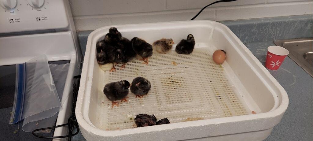 ZMSDevils's tweet photo. We have chicks!!!  New hatchlings in our VoAg room.  The eggs were donated by Mrs. Howe, one of our ELA teachers, and 21 days later. . . . https://t.co/SuD2N7OBAf