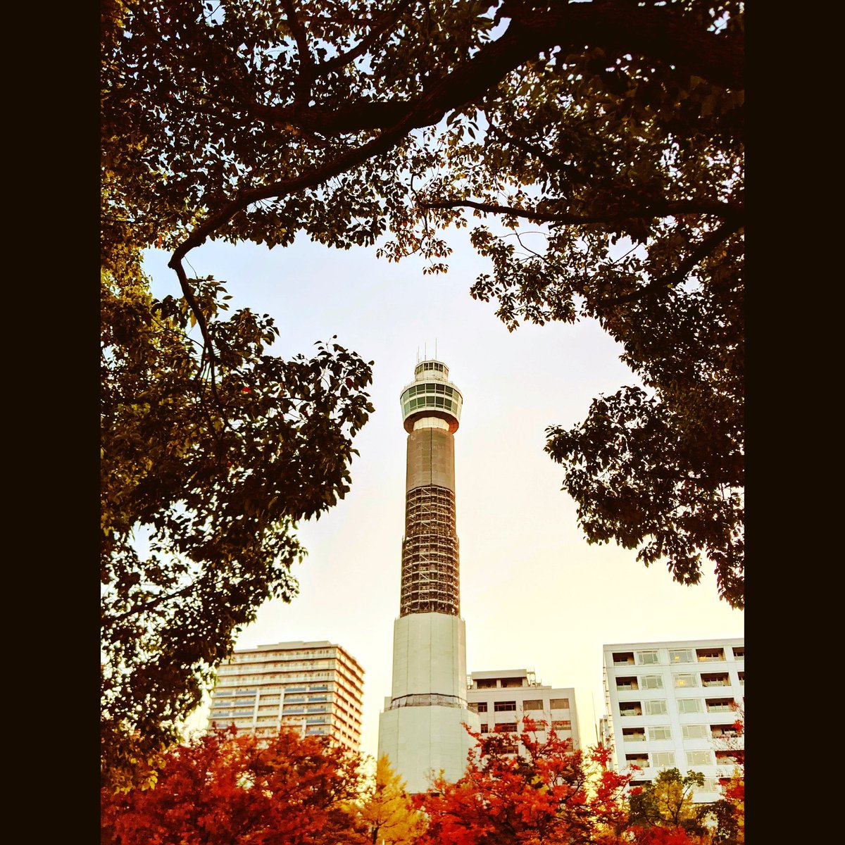 #改修工事中 #横浜マリンタワー #YokohamaMarineTower #renovationwork #restorationwork #streetphotography #photography #nekoashinatsugramstreet