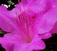 GardenerDirect's tweet photo. Celebrate the Autumn season with the Autumn Royalty Encore Azalea - Glowing purple blooms in spring, summer and fall! Use code Direct10 for 10% off when you Shop at https://t.co/MTjSa2MfnB 
#GardenerDirect #garden #gardening #plants #plantsonline #azalea https://t.co/TsxKsB2Txe