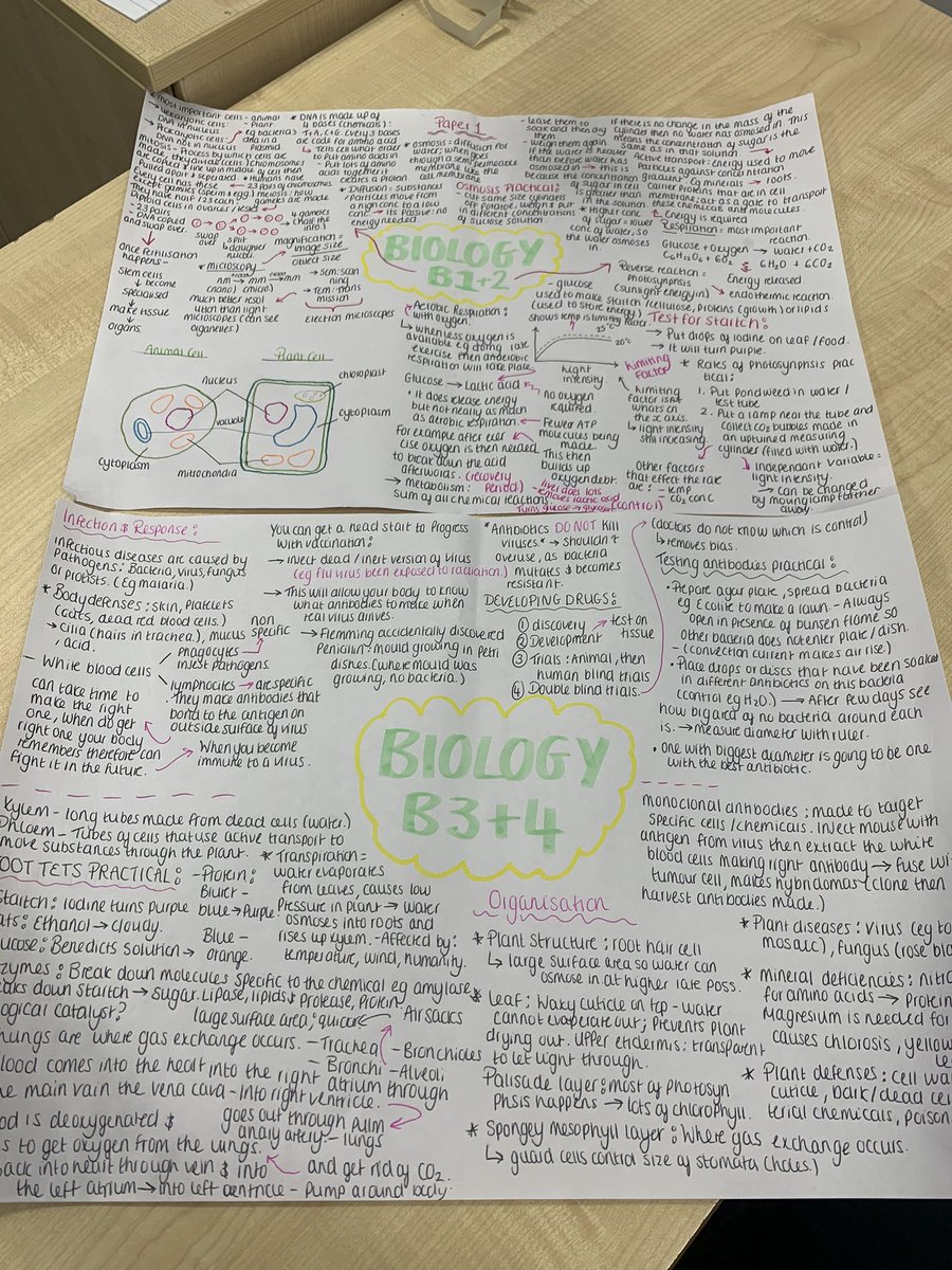 Wow, look at these amazing biology revision notes by one of my Y11 tutees 😍 Keeping working hard, I see a bright future! #biology #revision #tutorgroup #raisingaspirations