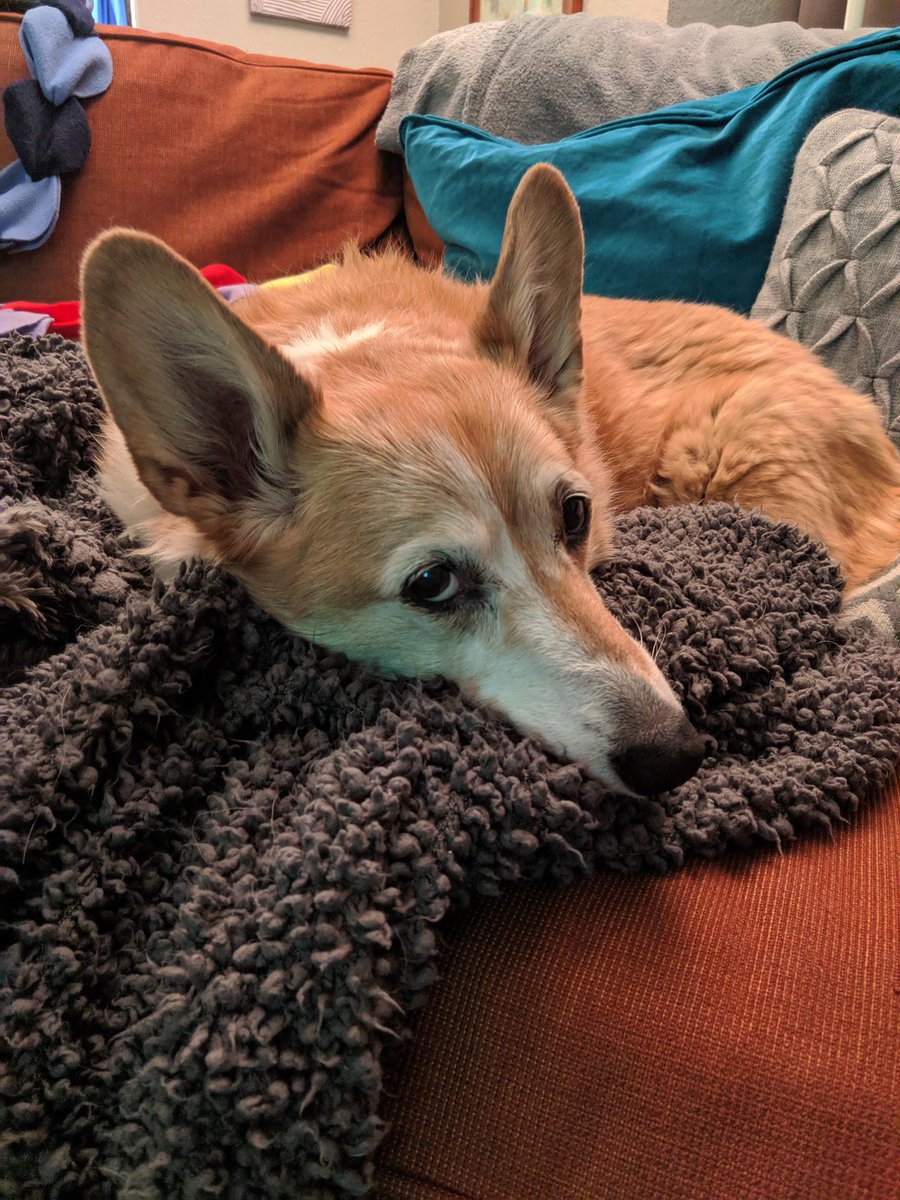 danbixby's tweet photo. A whole different dog ago. #gobellago https://t.co/yc9rMVDb8w