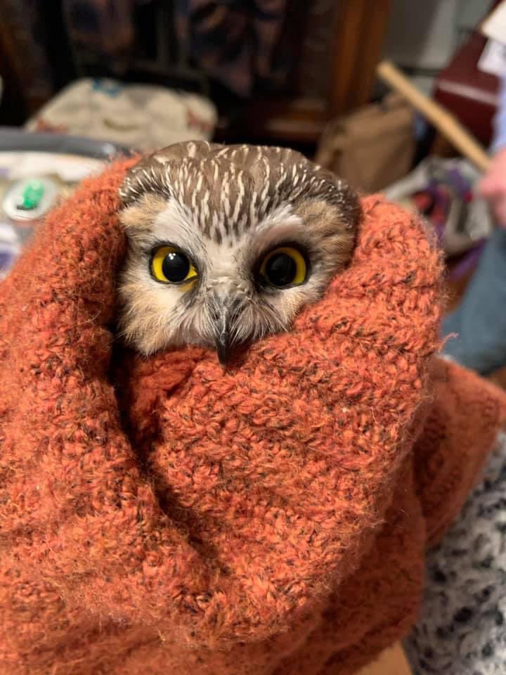 They found a small owl inside of this year’s Rockefeller Christmas tree, he hitched a ride all the way to NYC and is now being treated and cared for at a wildlife rehab facility.
