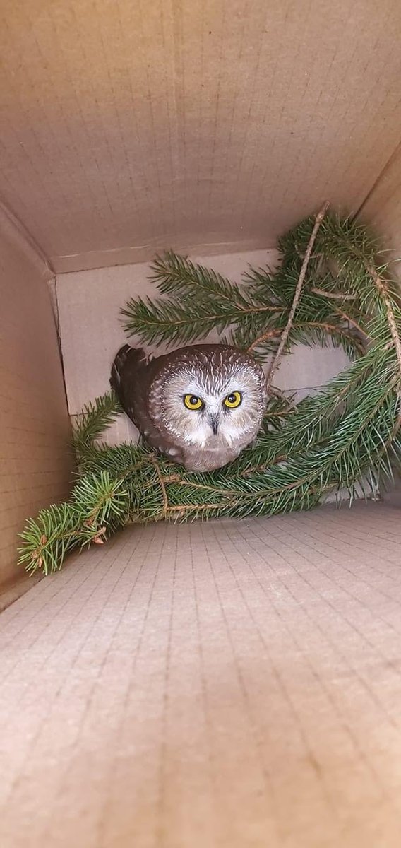 They found a small owl inside of this year’s Rockefeller Christmas tree, he hitched a ride all the way to NYC and is now being treated and cared for at a wildlife rehab facility.