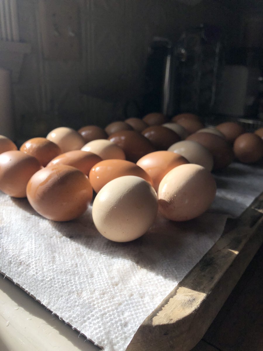 Let’s talk about eggs for a second: