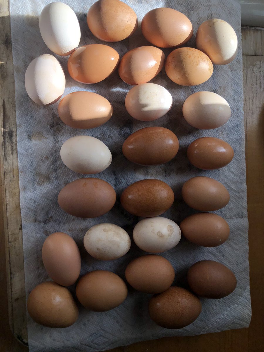 Brown eggs aren’t bleached to become white, there are naturally white egg laying breeds that are used for egg production, like Leghorns! If you notice, you’ll see stains on some of eggs from feces, so yes, eggs will be cleaned and treated to remove these stains, but not bleached