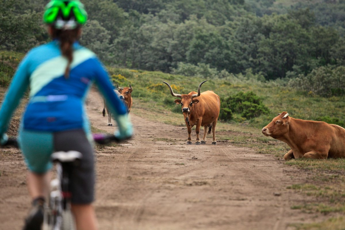 RXures's tweet photo. Descubre con tu bici de montaña los amplios paisajes de la Reserva da Biosfera Transfronteiriza Gerês-Xurés
https://t.co/zWSV8C5mfF https://t.co/rzddcPdYU6