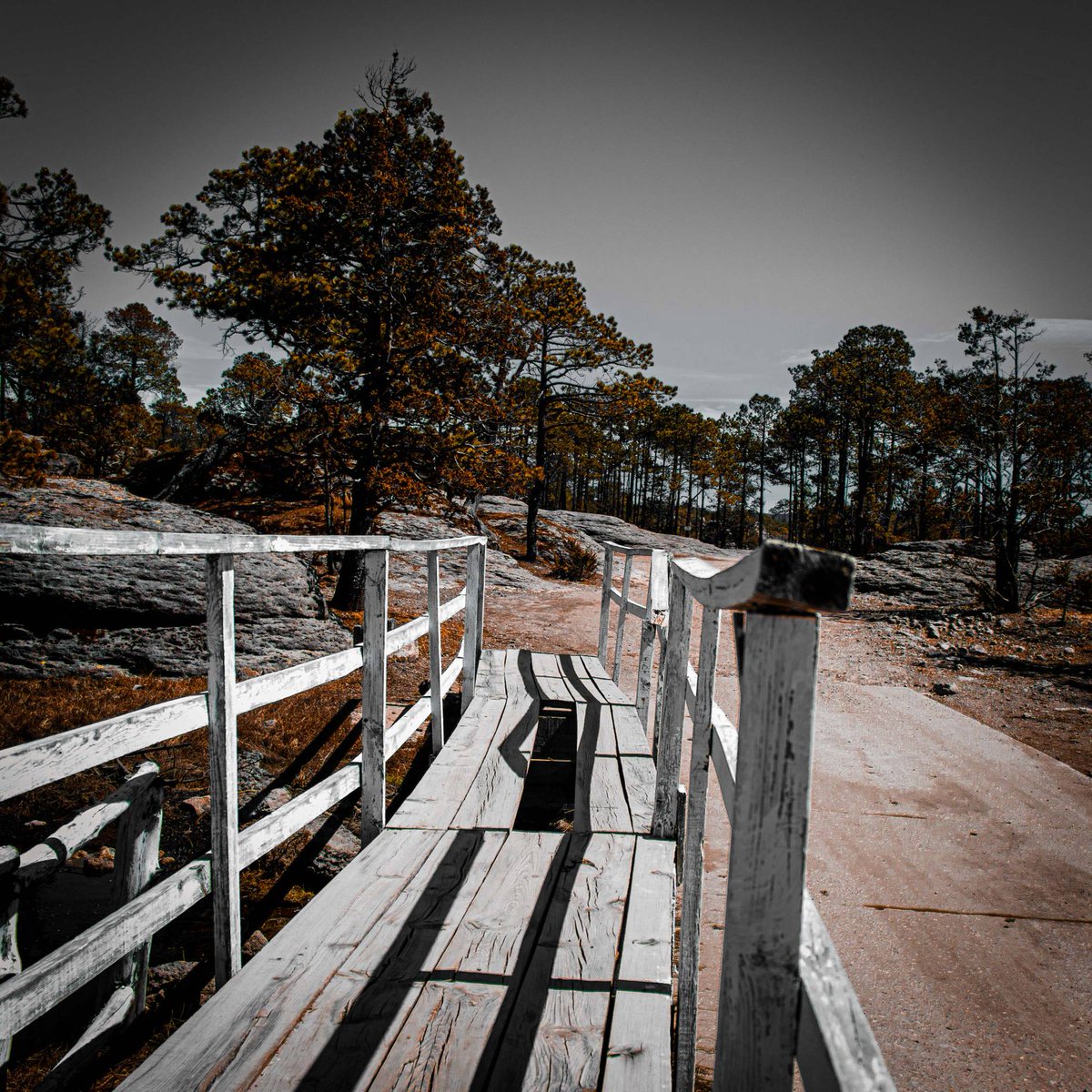 MafranHDO's tweet photo. Un camino
.
.
.
.
.
.
.
.
#Streetmobs #darkmoody #darkandmoody #creativetones #capitalshooters #agameoftones #depthdiscovered #creativeoptics #heatedtones #darktones #darkmobs #theimaged #mexiquillo https://t.co/zNrBJIqYGJ