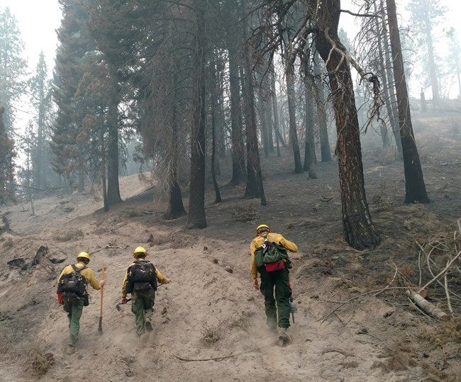 RecreationLaw's tweet photo. NPS just issued a press release stating that #StupidPOTUS had reduced wildfire risk on 5.4 million acres.....by raking the forests? What a joke! @Interior you should be embarrassed by this https://t.co/5xVoKjbDWK
#ProtectPublicLands #ProtectOurParks @NatlParkService https://t.co/g4zcR04Y9A