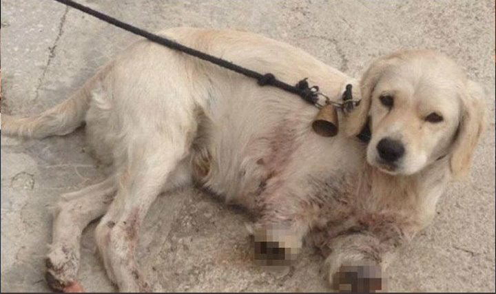 EvrenD_'s tweet photo. Hayvanlara yapılan eziyet, işkence ve katliamları görmekten, duymaktan, yazmaktan, yapılanlara üzülmekten ve çoğu zaman elimizden birşey gelmemesinden bıktık usandık. 

#HayvanHaklarıYasasıHemen https://t.co/RlcPnUtWGx