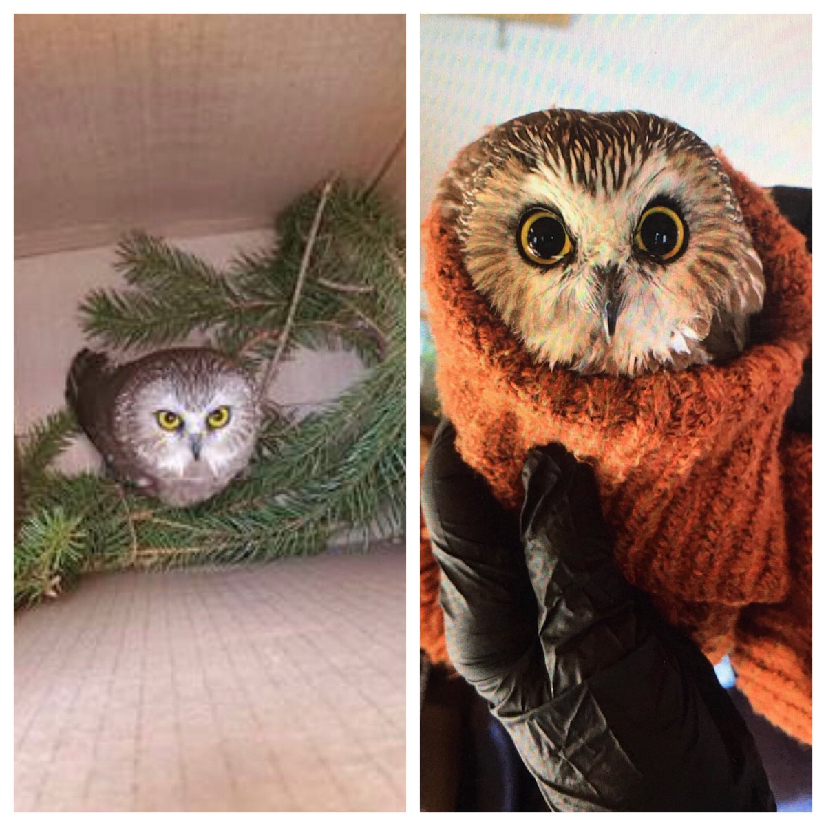 MichelleBNews12's tweet photo. Little #sawwhet owl recovering at #ravensbeardwildlifecenter after being found stuck inside the #RockefellerCenterChristmastree Story on @News12WC at pm. https://t.co/u0w2edWb28