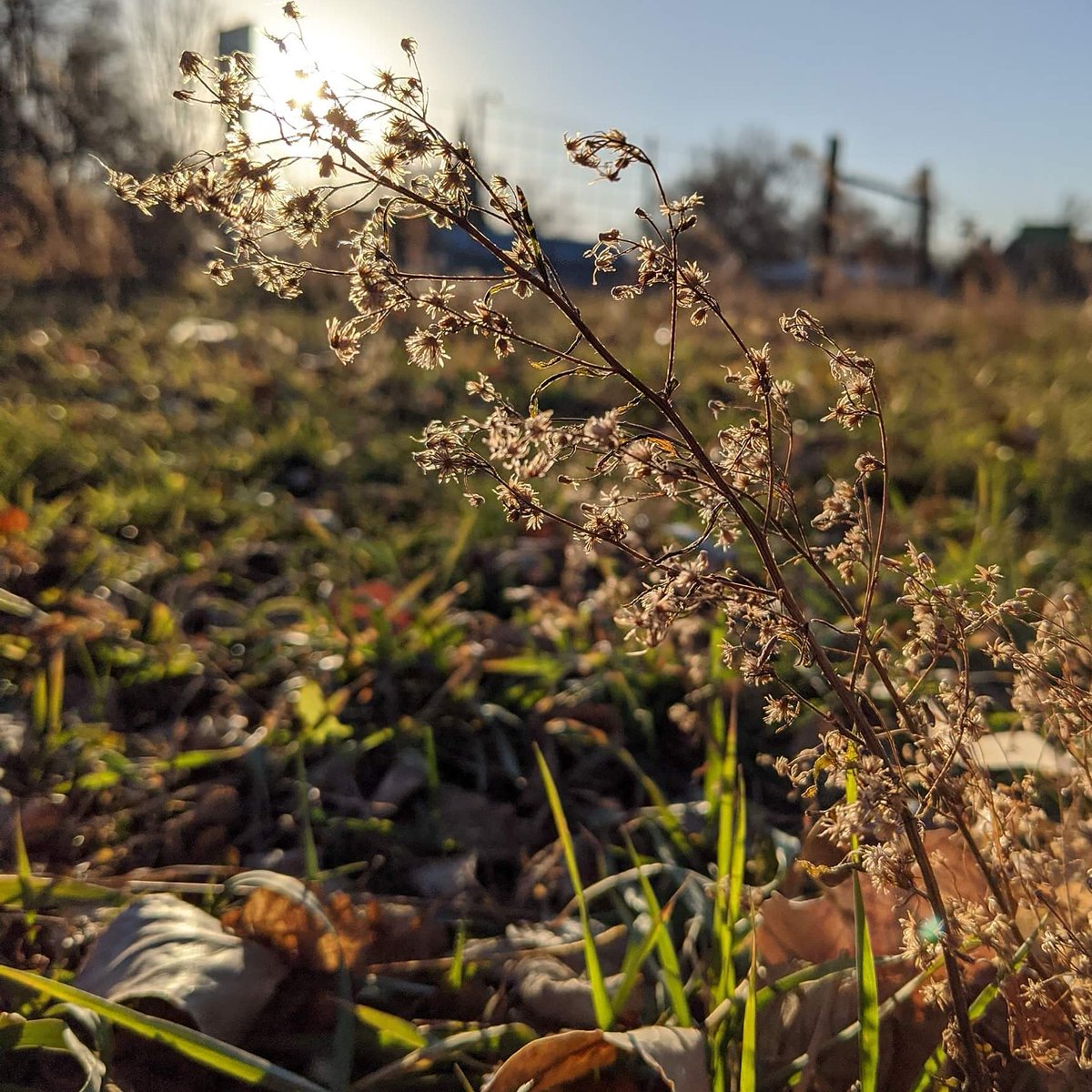 dawn_lindsley's tweet photo. Loved starting out my day, day 2 of our Extension Fall Conference, with a 30-minute nature walk around our pasture capturing some fun photos! โค๏ธ๐ท๐๐ฟ #NebExtNature https://t.co/9aq4Jpdl8e