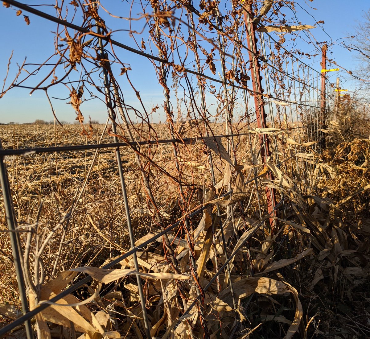 dawn_lindsley's tweet photo. Loved starting out my day, day 2 of our Extension Fall Conference, with a 30-minute nature walk around our pasture capturing some fun photos! โค๏ธ๐ท๐๐ฟ #NebExtNature https://t.co/9aq4Jpdl8e