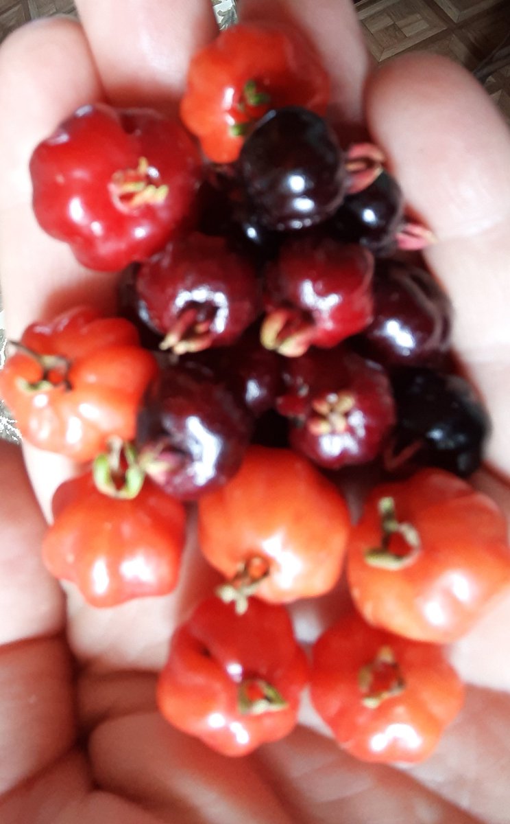 fotos_porai's tweet photo. Andando e fotografando poraí! #Marau #fotos #frutas #pitangas https://t.co/g9t5ZNrO8o